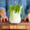Fennel Seeds - Foeniculum vulgare