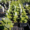 Gaea's Blessing Seeds - Catnip Seeds - Non-GMO Heirloom Seeds Nepata Cataria Open-Pollinated - with Easy to Follow Instructions - 90% Germination Rate Net Wt. 1.1g