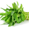 Ong Choy Seeds - Kong Xin Cai - Kangkong