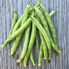 Bush Bean Seeds - Contender - Phaseolus vulgaris