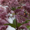 Joe Pye Weed Seeds - Eupatorium maculatum