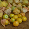 Tomatillo Seeds - Aunt Molly's - Physalis pruinosa