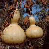 Bottle Gourd Seeds - Calabash Gourd - Lagenaria Siceraria