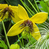 Clematis Seeds - Golden Clematis - Clematis serratifolia