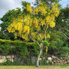 Golden Shower Tree Seeds For Planting- Weeping Yellow - Cassia Fistula