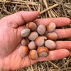 Hazelnut Seeds for Planting - American Hazelnut - Corylus Americana