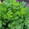 Mugwort Seeds - Artemesis vulgaris