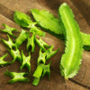 Winged Bean Seeds - Asparagus Pea - Manilla Bean - Phosphocarpus tetragnolobus