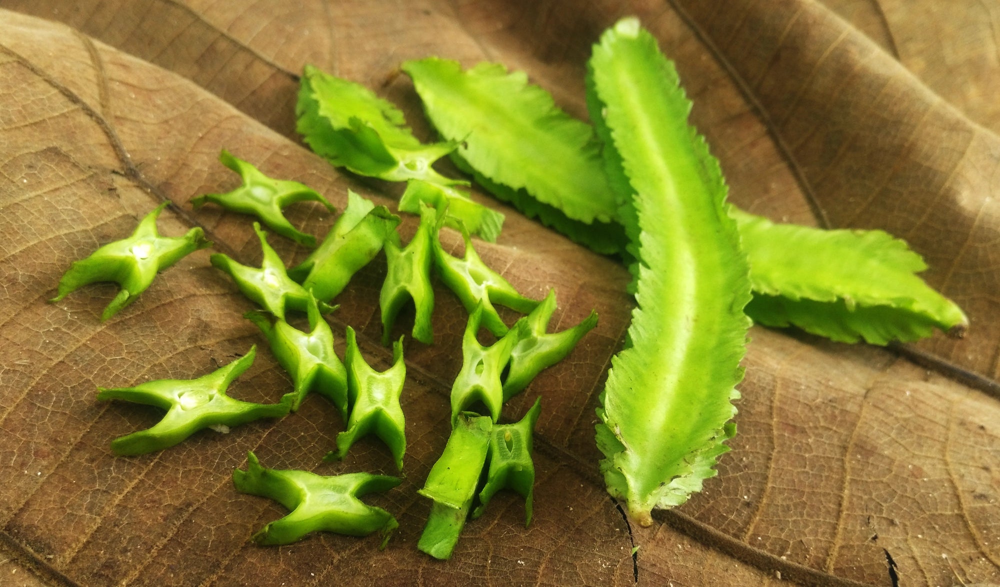 Winged Bean Seeds - Asparagus Pea - Manilla Bean - Phosphocarpus tetragnolobus