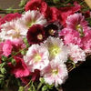 Hollyhock Seeds - Alcea rosea