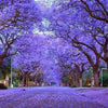 Blue Jacaranda Seeds - Jacaranda mimosifolia
