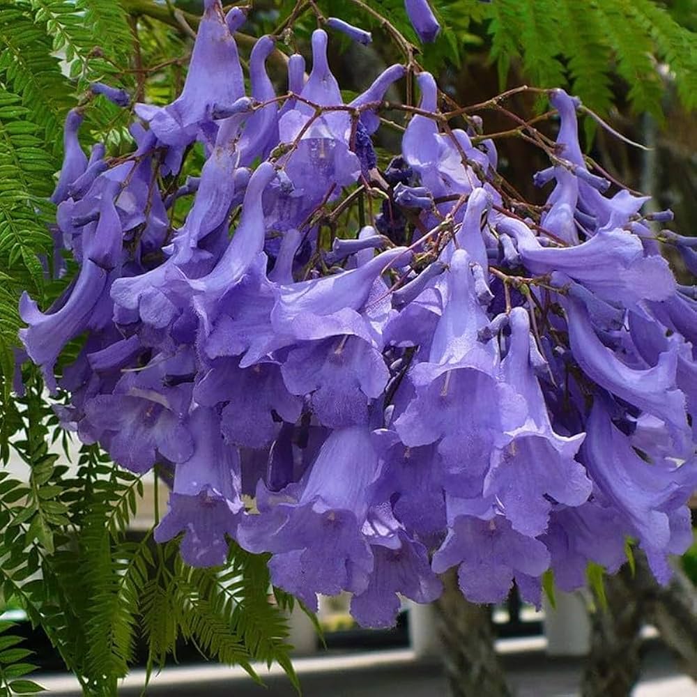 Blue Jacaranda Seeds - Jacaranda mimosifolia – Gaea's Blessing Seeds