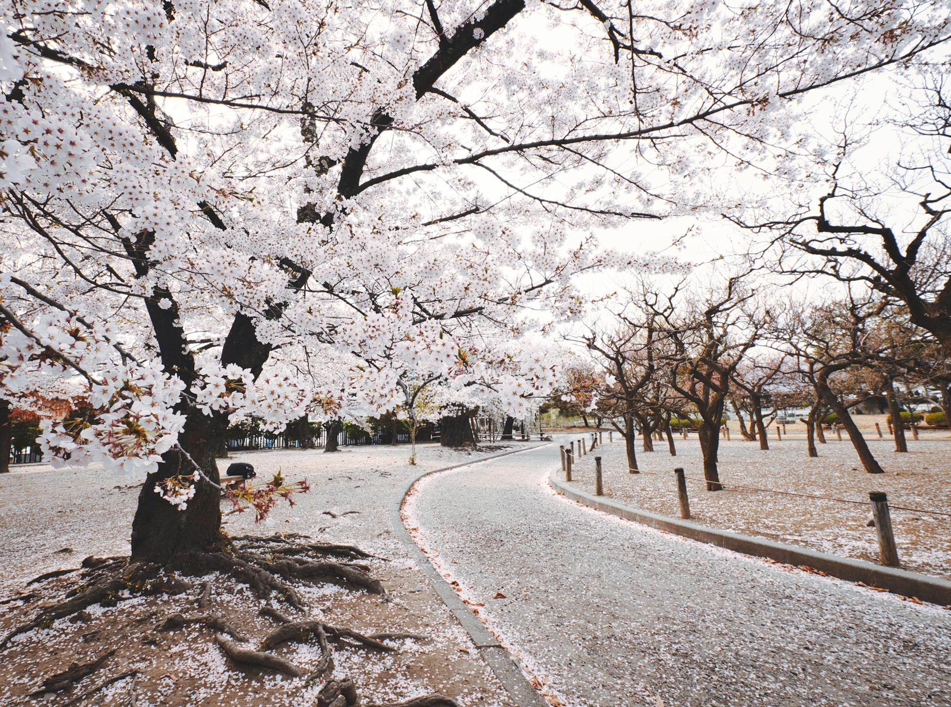 Japanese Cherry Blossom Tree Seeds - Sakura Tree Seeds - Prunus