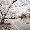 Japanese Cherry Blossom Tree Seeds - Sakura Tree Seeds - Prunus serrulata