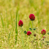 Crimson Clover Seeds - Trifolium incarnatum