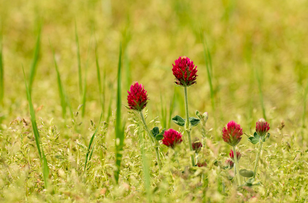 Crimson Clover (Trifolium incarnatum) - Stock Image - C003/8639 Crimson Clover (Trifolium incarnatum) - Stock Image - C003/8639