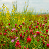 Crimson Clover Seeds - Trifolium incarnatum