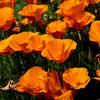 Poppy Seeds - California Poppy - Golden Poppy - Eschscholzia californica
