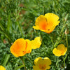 Poppy Seeds - California Poppy - Golden Poppy - Eschscholzia californica