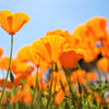 Poppy Seeds - California Poppy - Golden Poppy - Eschscholzia californica