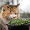 Catnip Seeds - Nepata cataria