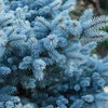 Blue Spruce Tree Seeds - Picea pungens