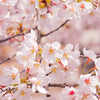 Japanese Cherry Blossom Tree Seeds - Sakura Tree Seeds - Prunus serrulata
